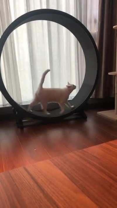 Miu-Miu is always yelling on her treadmill&hellip;