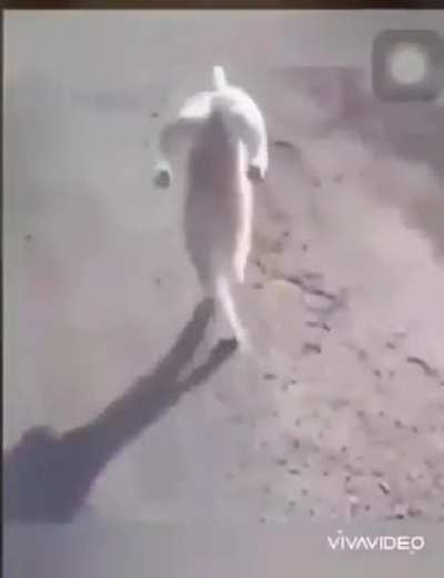 WCGW feeding your cat marijuana.