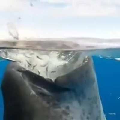 The way whale sharks eat.