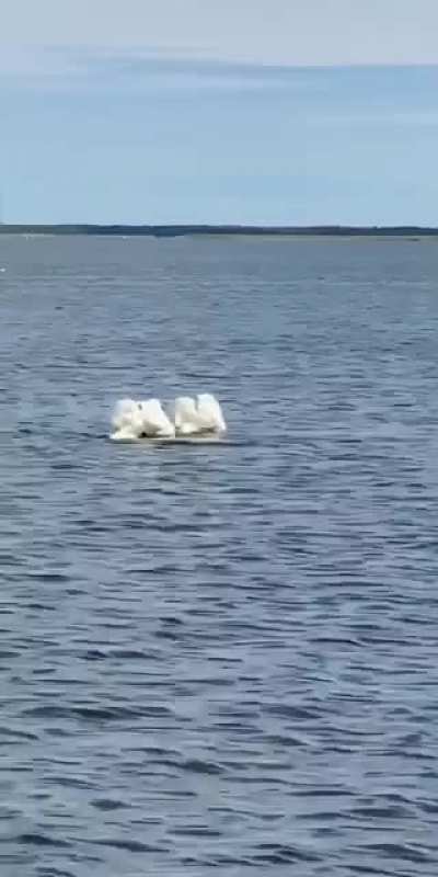 What are these swans doing?