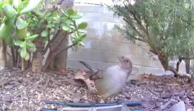 What's this California Towhee doing? Beefing with a fellow bird "😡💢" or flirting with one? "🙏💕"? Flicking its wings open at the feeder &amp;amp; looking up at something.
