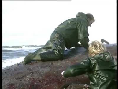 Exploding Whale Carcass