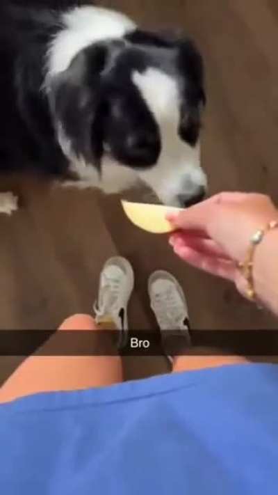the dog shaker