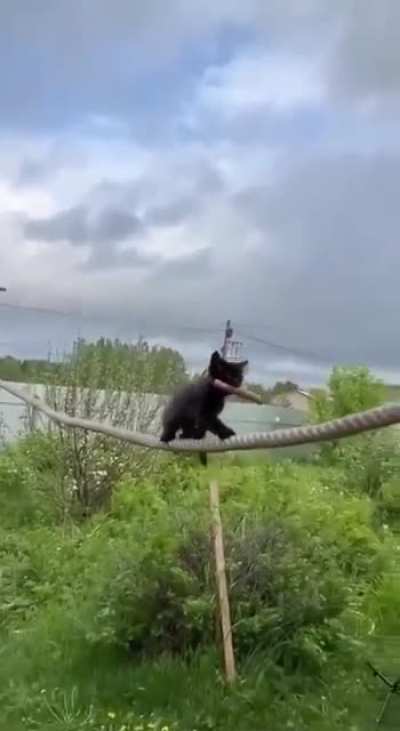 Mission: Impawsible