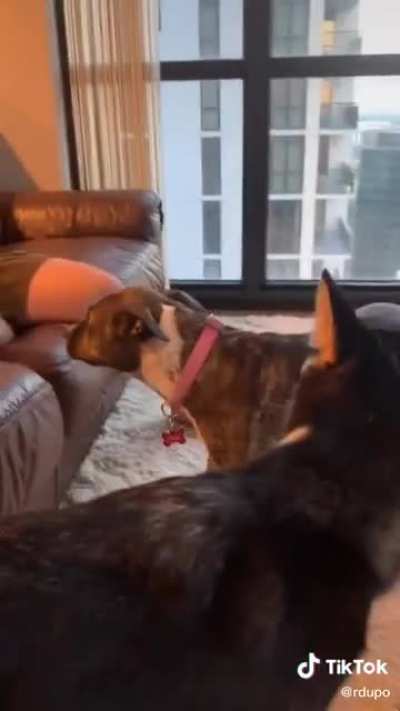 Poor dog🐶❤