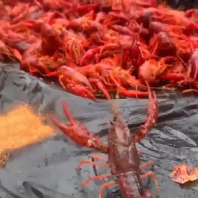 rule 🦐