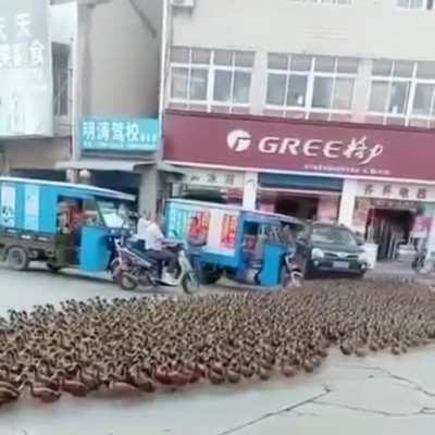 Ducks from mordor