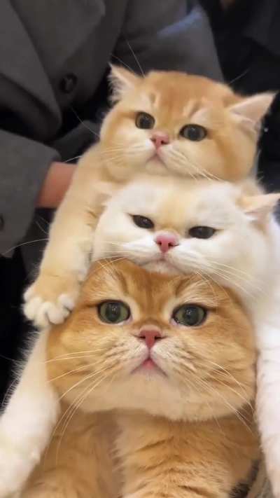 How cute !!