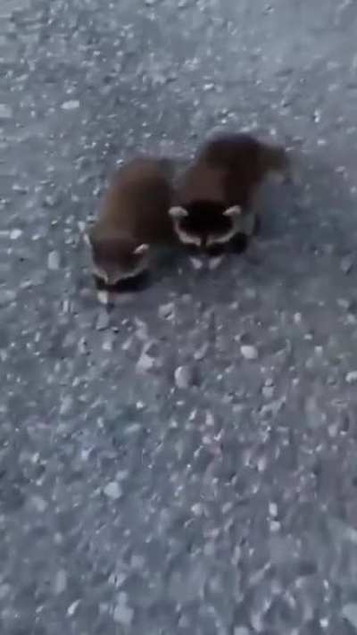 Cute Raccoons