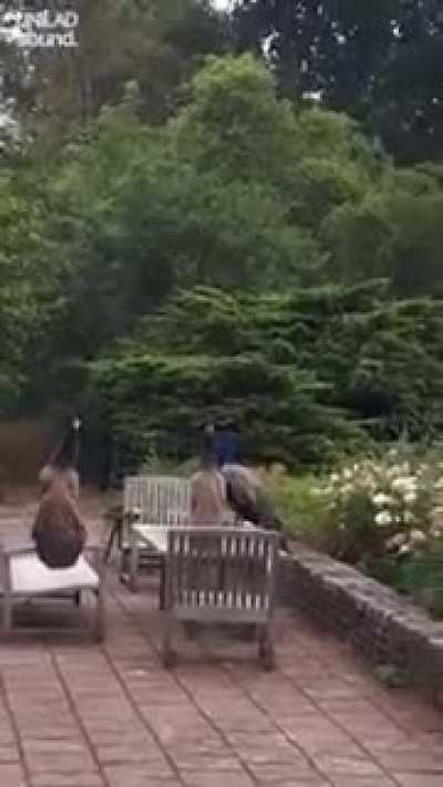 "Peacock party."