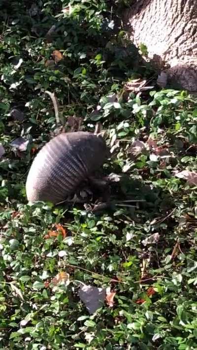 Cute little armadillo collecting stuff to make a nest!