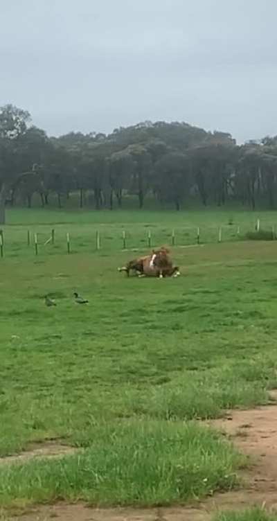 Horsey