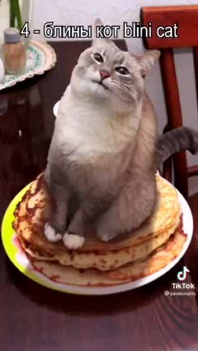 Top 10 cat pictures