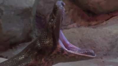 An elegant yawn of Anaconda .