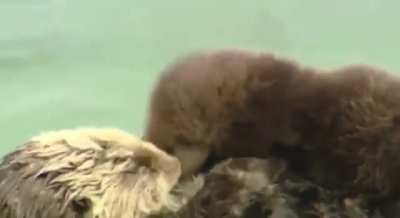 Sea Otter mom &amp;amp; baby