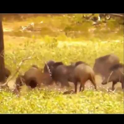 Wild Boar drift underestimates the speed of a Leopard.