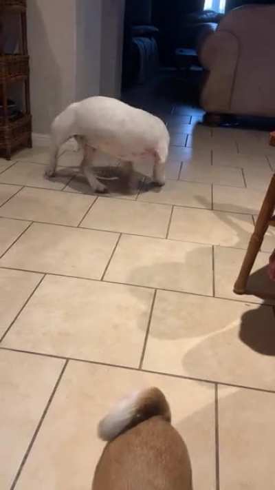 My mom&rsquo;s Basset Pitt mix is a certified derpsicle and her sister is worried