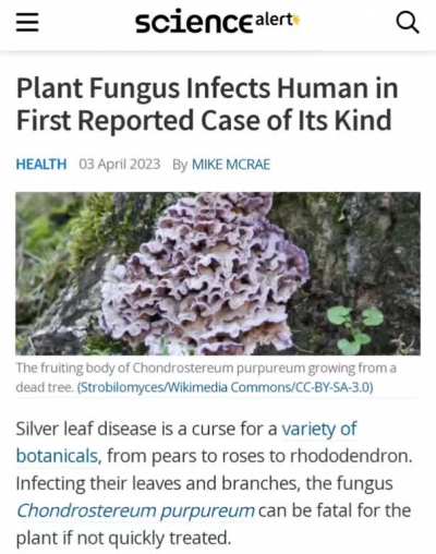 Cordyceps