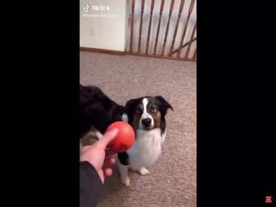 Doggo