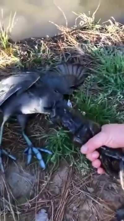 To swallow a birds head.
