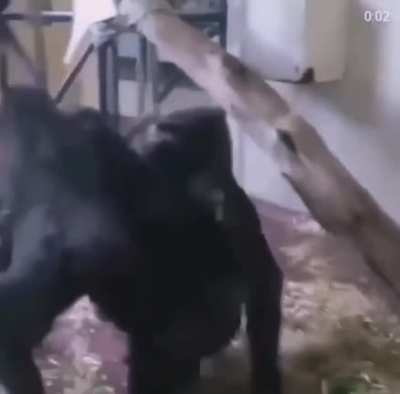 Monke