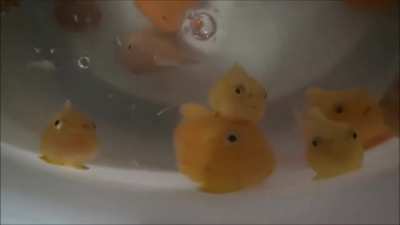 Lumpsuckers are so named because they have modified pelvic fins that have evolved into adhesive discs, "suckers", which they use to anchor themselves.