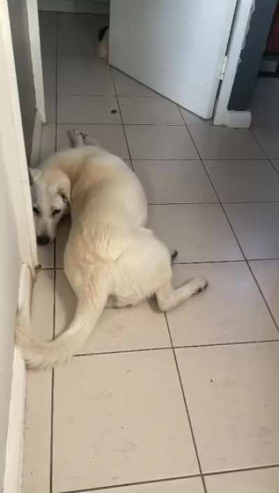 My husband insists she is a clever dog&hellip;