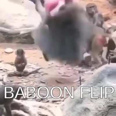 Mono giro baja resoluci&oacute;n jaja r&iacute;anse 😎