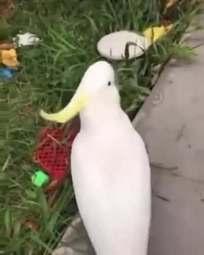 Poor bird....