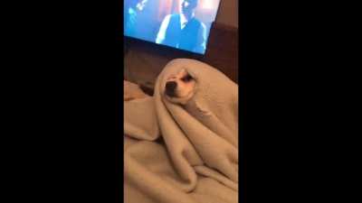 O mais engra&ccedil;ado nem &eacute; o cachorro, e sim a risada da mulher