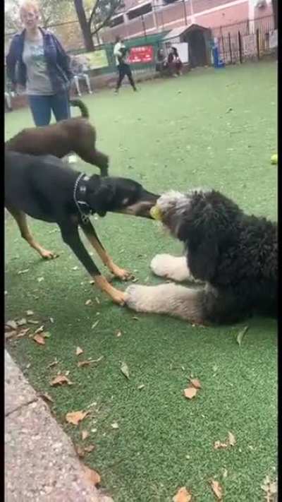 Typical day at the dog park!