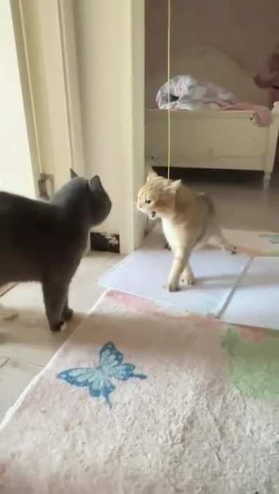 An angry cat