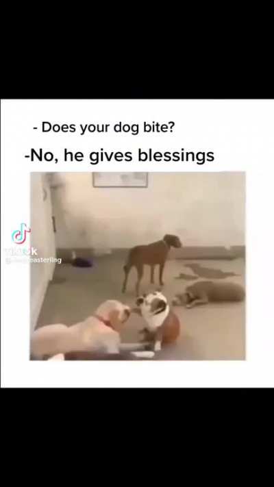 This dog doesn&rsquo;t bite, he just blesses other dogs