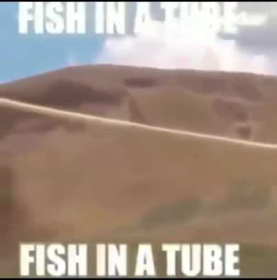 FISH IN A TUBE