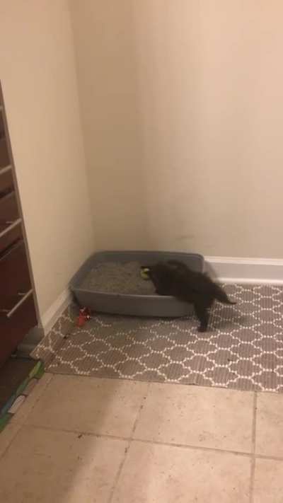 That&rsquo;s not how we use the litter box Pluto