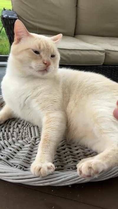 Yeti&rsquo;s only red flag&hellip; does not want a belly rub.