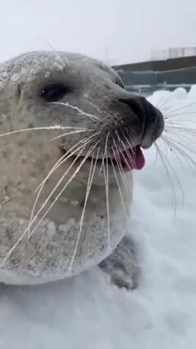 A real sea dog is almost no different from our domestic dogs.