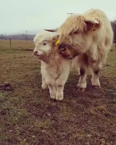 Looks beautiful!