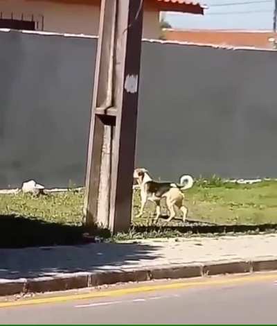 This dog&rsquo;s perseverance paid off