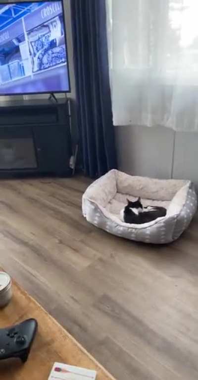 Poor buddy doesn&rsquo;t fit
