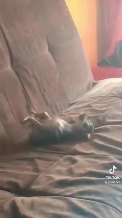 What's wrong with your chihuahua