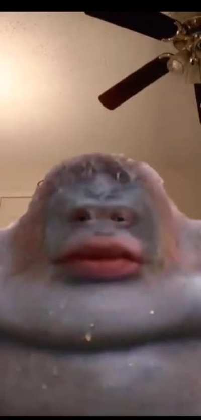 monke?