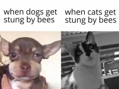 L dogs