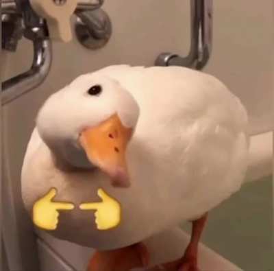Imagens Amaldi&ccedil;oadas ao som de Maskavo