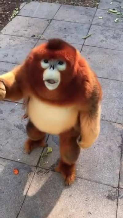 Golden snub nosed monkey
