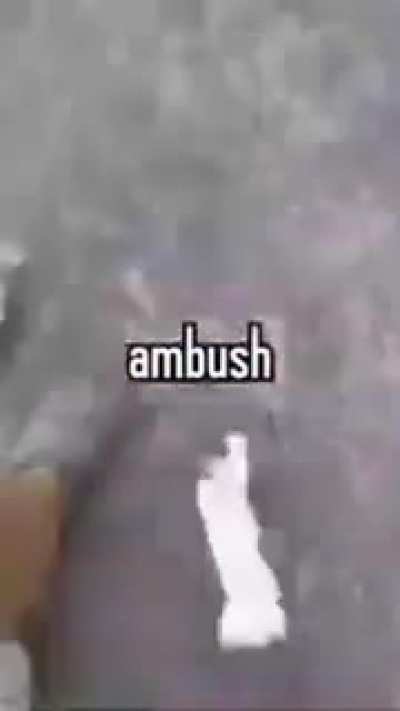 Ambush