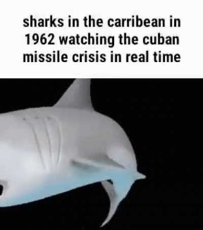 Live shark reaction
