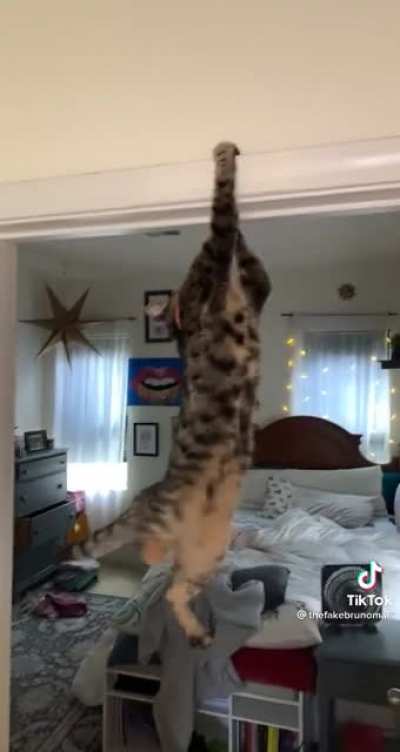 yo help yo cat😂