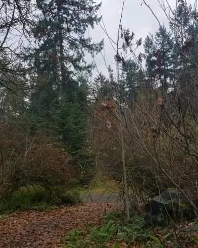 SOUND ON - In case you've ever wondered what a chorus of 55 wolves howling louder and louder in the woods around you would sound like.
