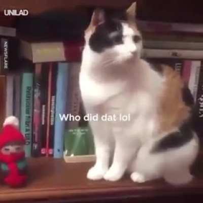 You&rsquo;re a mean one, Mr Cat